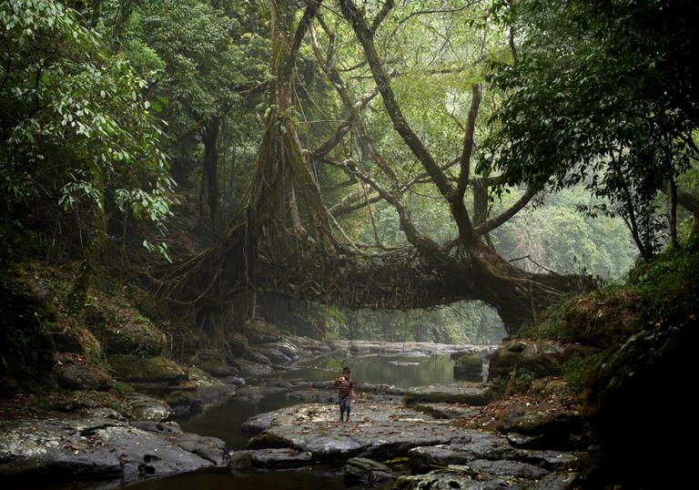 A young fisherman walks under a living root bridge at Mawlynnong village, India. The Khasi people have used the trainable roots of rubber trees to grow Jingkieng Dieng Jri living root bridges over rivers for centuries