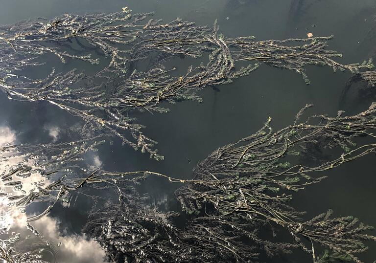 Plants in water