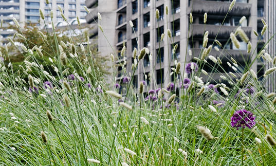 Urban Garden Photo Walk